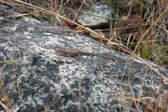 Trachylepis elegans
