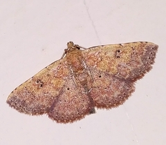 Cerynea punctilinealis