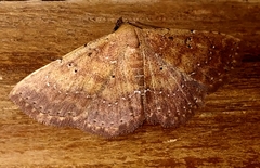 Cerynea punctilinealis