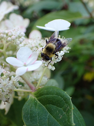 Unknown species found near Thunder Bay District, ON, Canada
