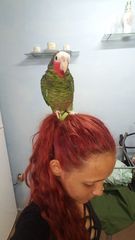 Amazona leucocephala