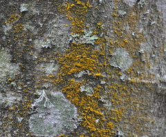 Trentepohlia abietina
