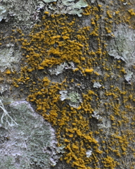 Trentepohlia abietina