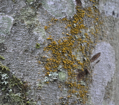 Trentepohlia abietina