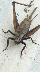 Eneoptera