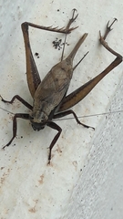 Eneoptera