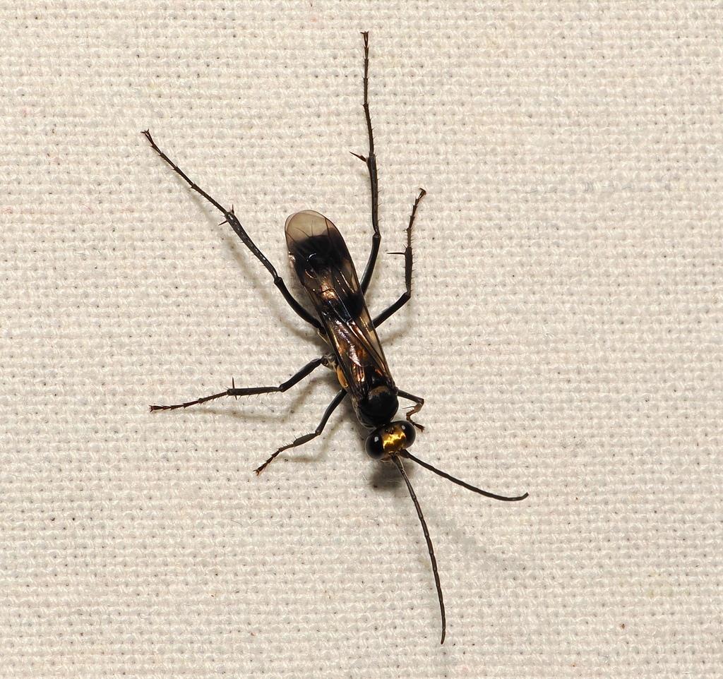 Priochilus sericeifrons