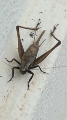 Eneoptera