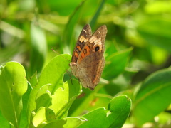 Junonia neildi varia