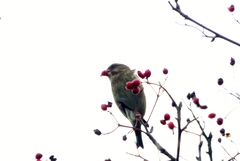 Chloris chloris