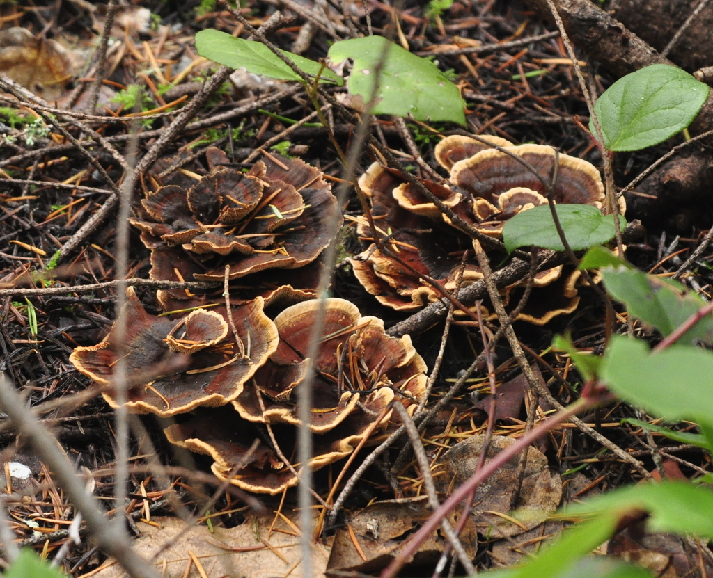 Hydnellum conigenum