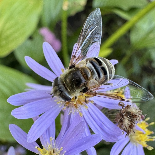 Unknown species found near Englewood Ave, Saint Paul, MN, US