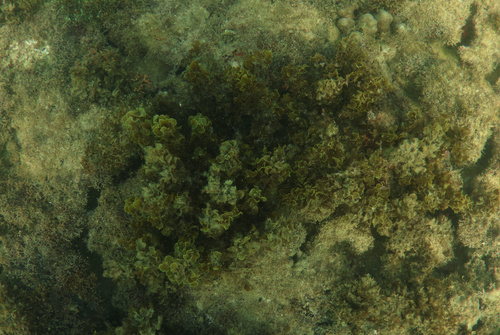 Sargassum polyceratium observed 2025-09-27