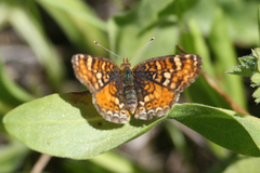 Phyciodes orseis