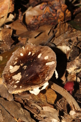 Amanita arocheae