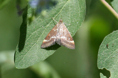 Pyrausta nicalis
