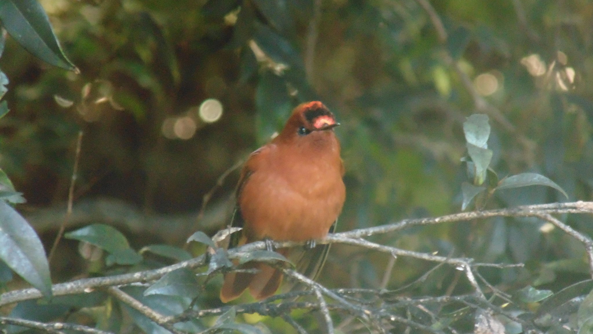 Juan Fernandez Firecrown (Sephanoides fernandensis), photo 1