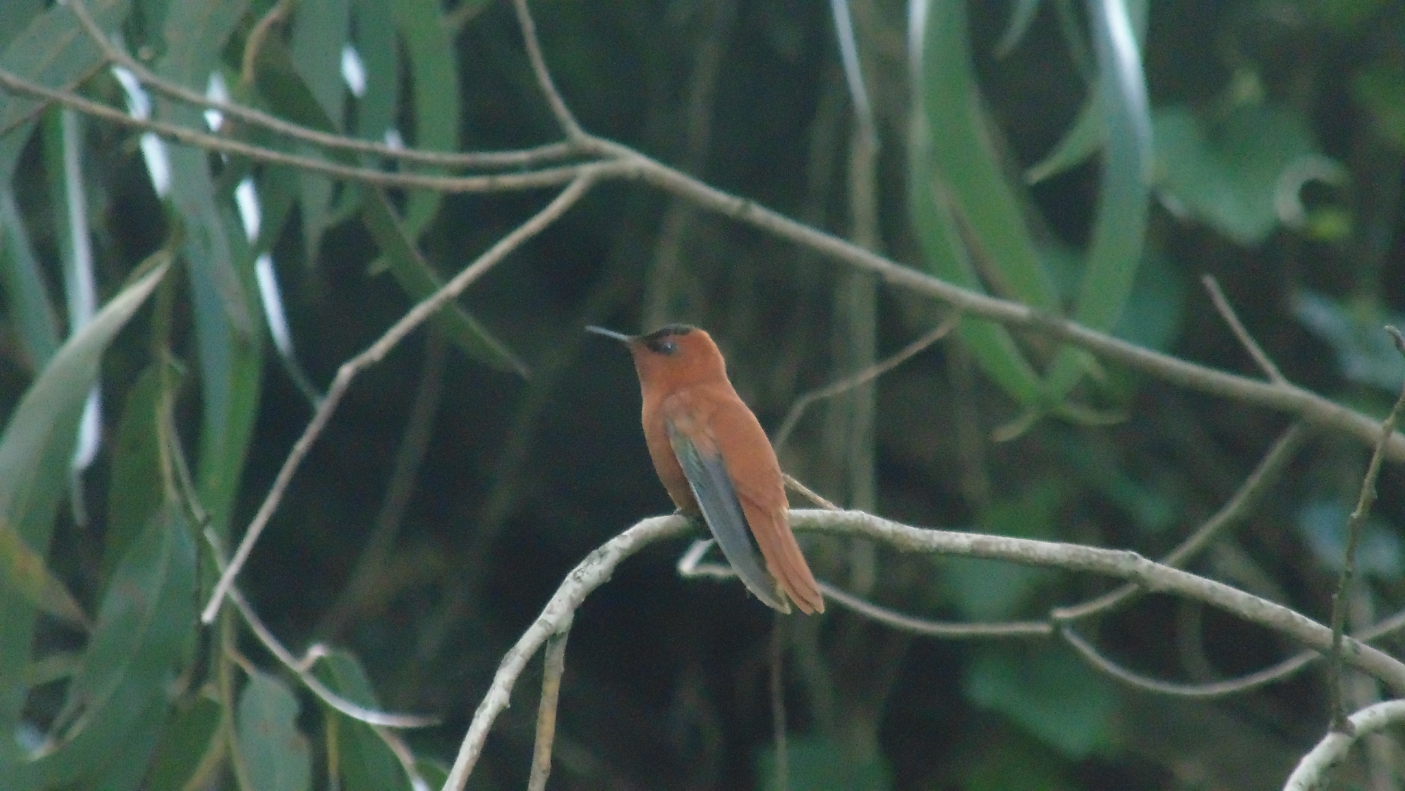 Juan Fernandez Firecrown (Sephanoides fernandensis), photo 2
