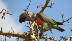 Poicephalus rufiventris