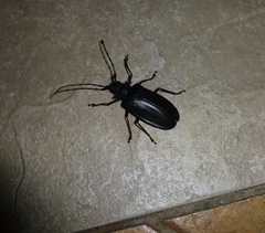 Hoplideres spinipennis