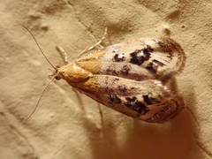 Tebenna gemmalis
