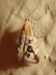 Tebenna gemmalis