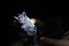Trachops cirrhosus