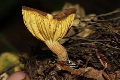 Phylloporus rimosus