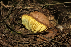 Phylloporus rimosus