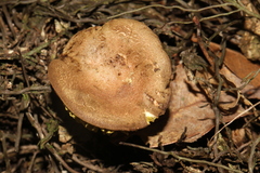 Phylloporus rimosus