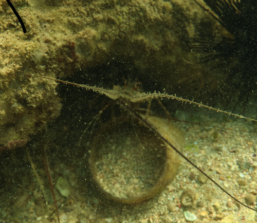 Caribbean spiny lobster