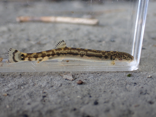 Japanse riviermodderkruiper (Niwaella delicata) — Cobitidae — 4