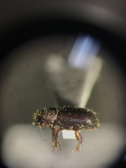 Dryocoetes autographus