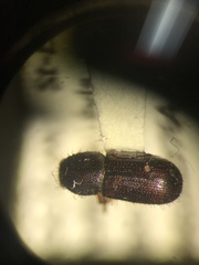 Dryocoetes autographus