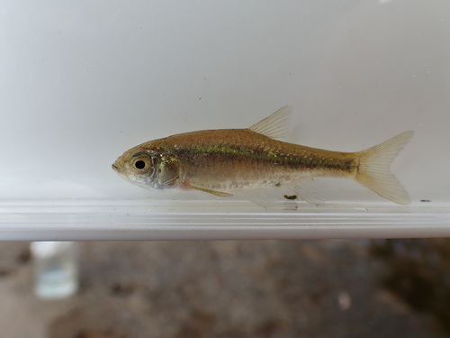 Kawabata minnow (Hemigrammocypris rasborella) — Cyprinidae — 5