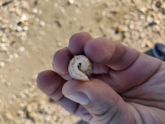 Conasprella perplexa