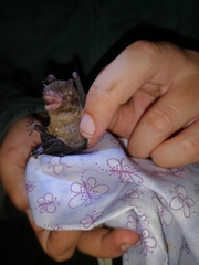 Myotis elegans