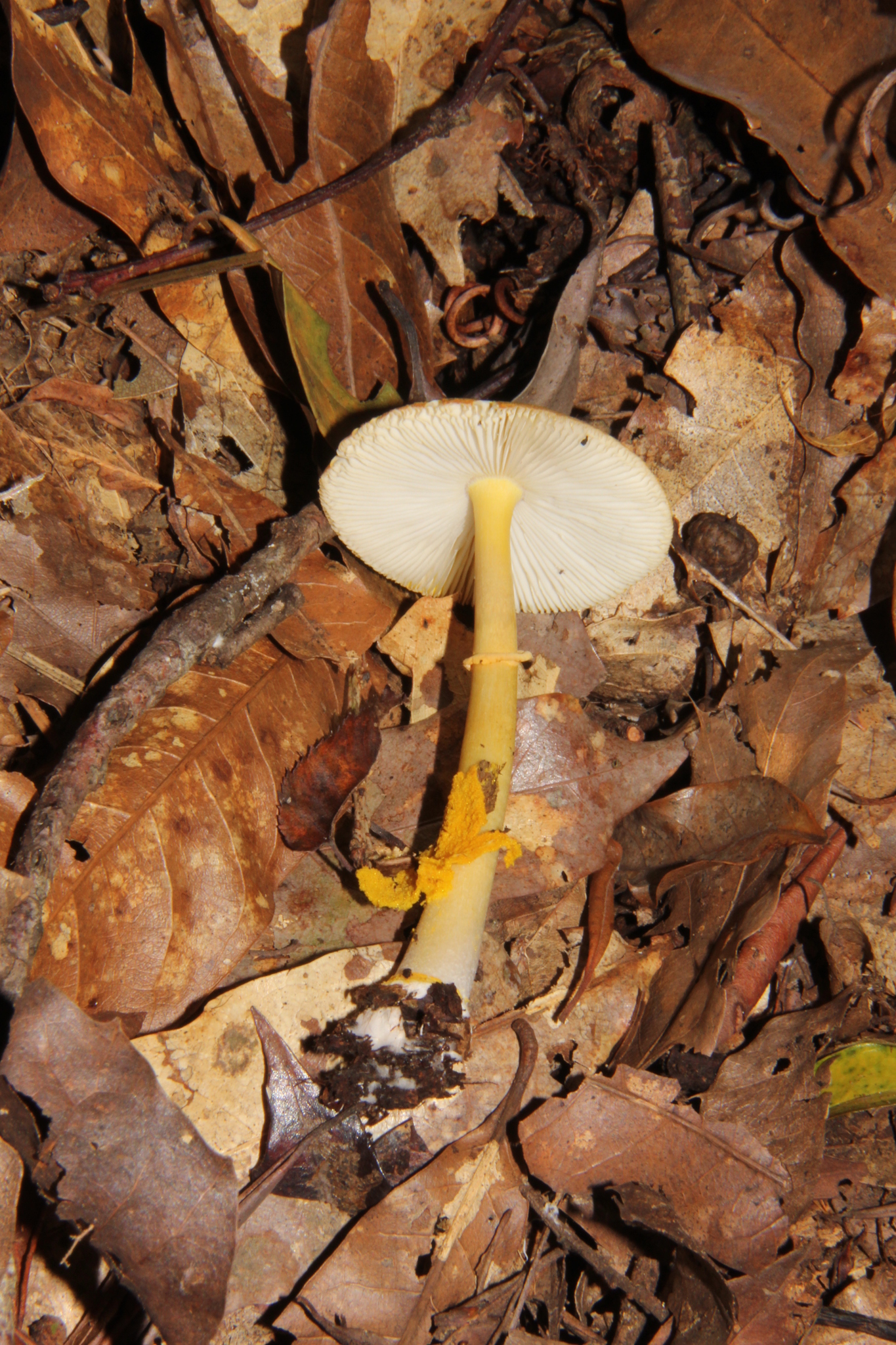 Amanita flavoconia var. inquinata image