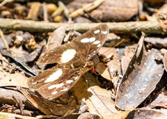 Aterica galene theophane