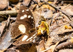 Aterica galene theophane