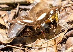 Aterica galene theophane