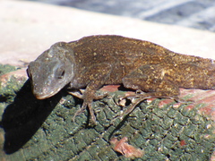 Anolis sagrei