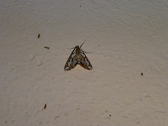 Orphnophanes ankarampotsyalis