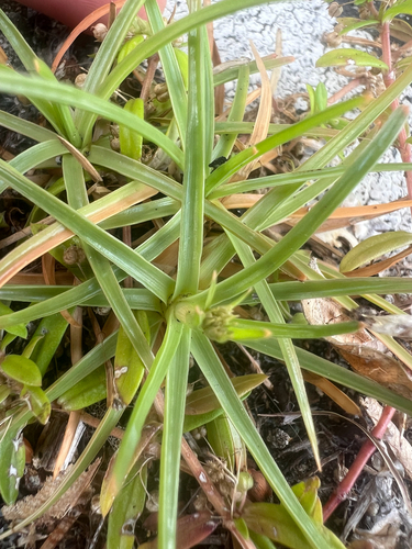 Fimbristylis cymosa observed 2025-09-28