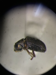 Polygraphus rufipennis