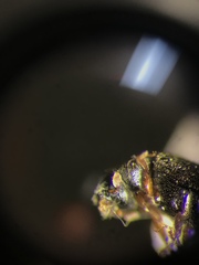 Polygraphus rufipennis