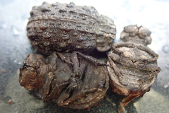 Omorgus australasiae