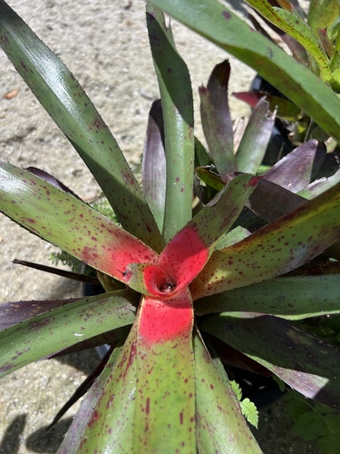 Neoregelia camorimiana