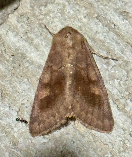 Bronzed Cutworm Moth photo 6