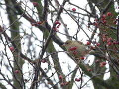 Fringilla coelebs